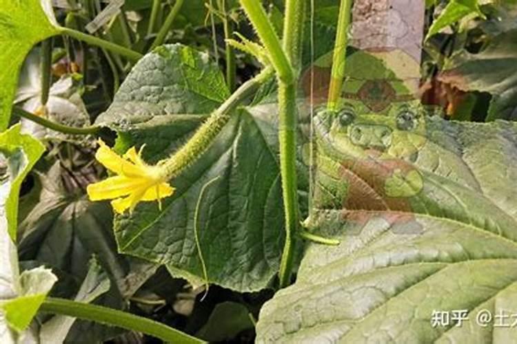 黄瓜坐果期施什么肥料