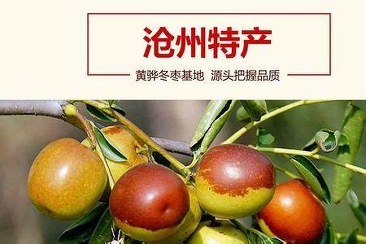 长寿花怎么换盆长根