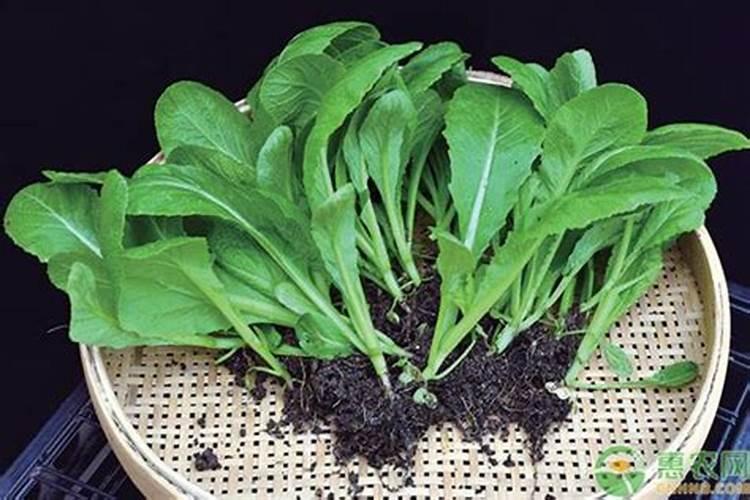 家里种植芥菜怎么施肥 什么时候施肥好