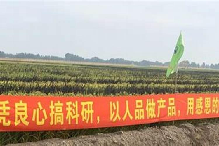 如何种植芥兰？