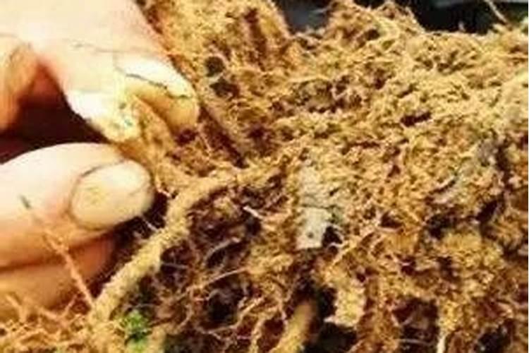 苹果用什么水溶肥好