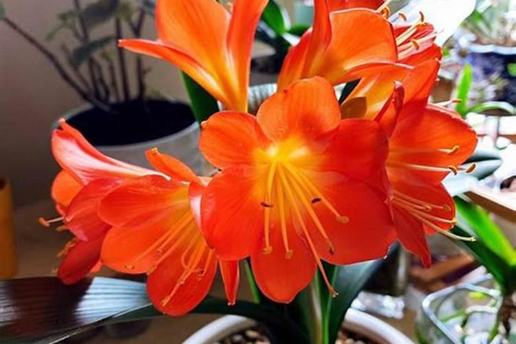 君子兰冬天怎么养