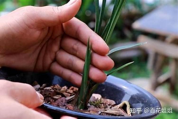 夏季兰花的用肥方法 施肥注意事项