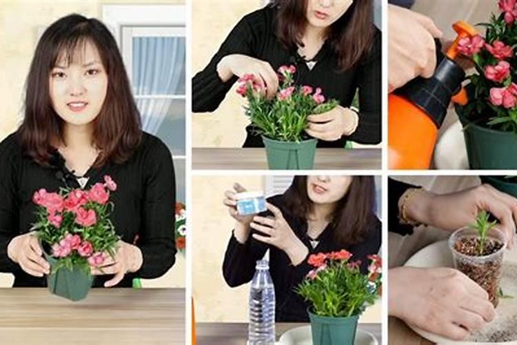 什么植物多施钾肥