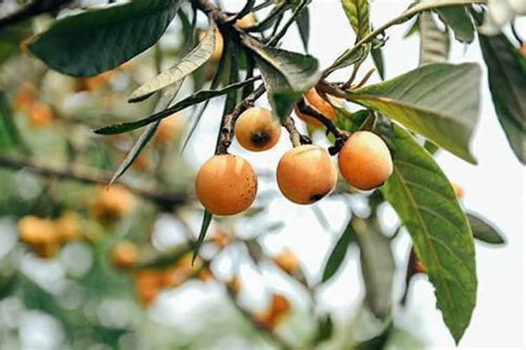 枇杷施肥时间和管理 枇杷施肥时间和管理技术