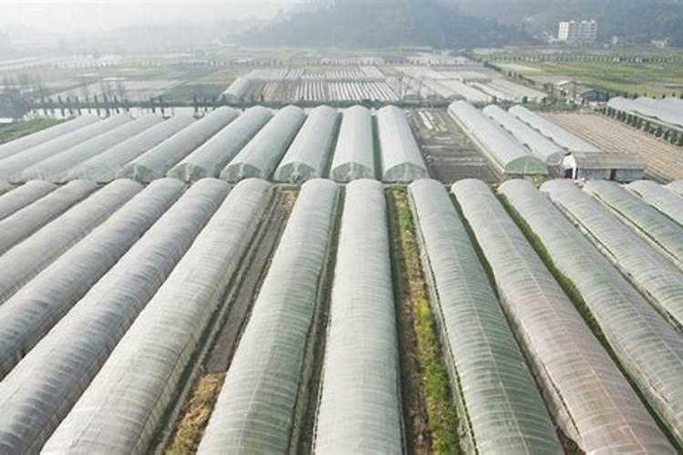 养花的肥料有哪几种