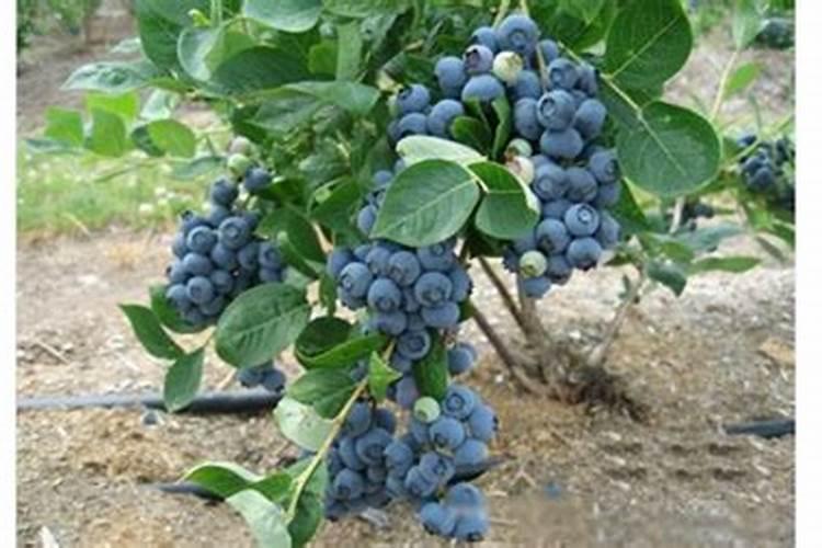 发芽的土豆,种进“编织袋”,7天变盆栽,长出一堆小土豆