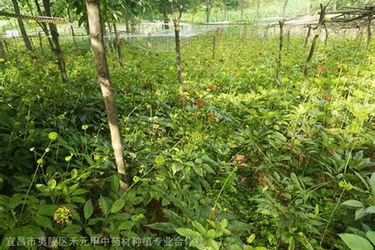 竹节参几月份种植？