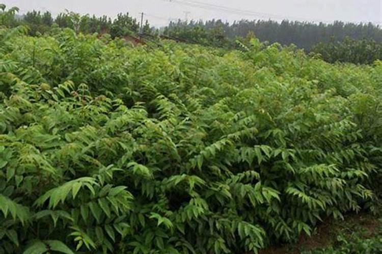 魔芋用什么肥料产量高 附施肥注意事项