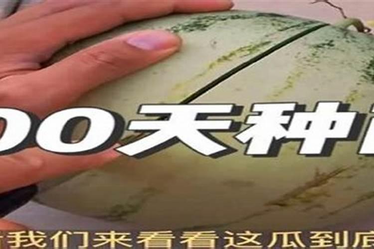 西瓜移栽可用平衡行水溶肥浇水吗？