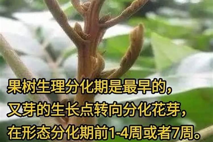 坐果期施什么肥料