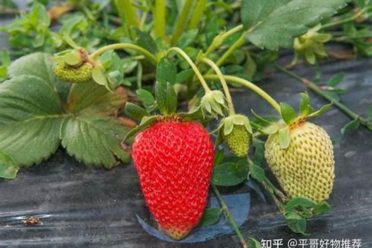 杜鹃花怎么施肥,杜鹃花施肥要点介绍