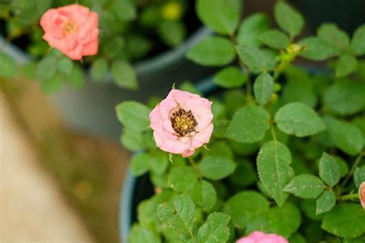 菜花怎样施肥,花长最大
