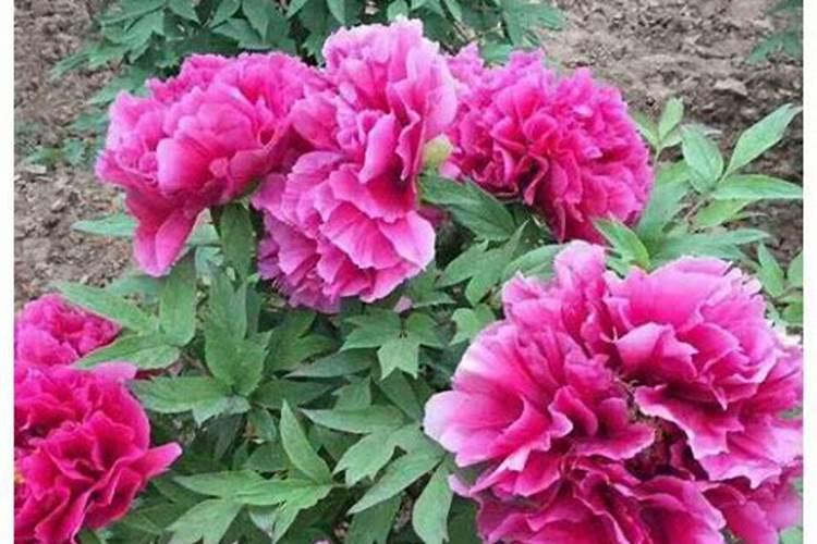 牡丹花没开花之前怎么施肥 牡丹施肥禁忌