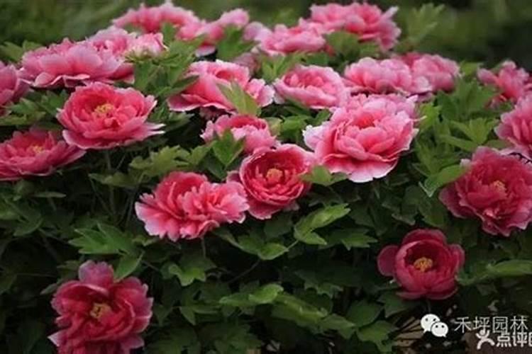 牡丹花多久施一次肥牡丹花施肥时间和方法