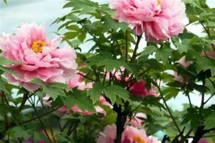 花生开花期要施什么肥