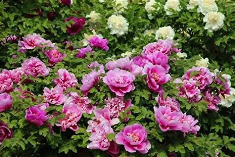 牡丹花秋天怎么养