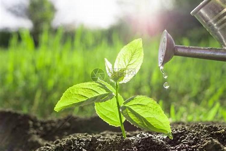 水溶肥是什么肥料 水溶性肥料的优缺点有哪些