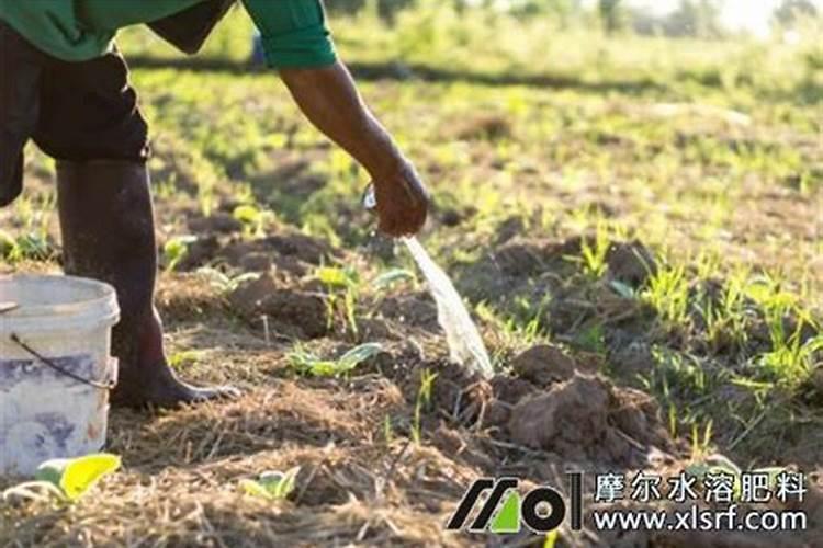 复合肥可以当水溶肥吗(复合肥能用水溶解后滴灌吗)