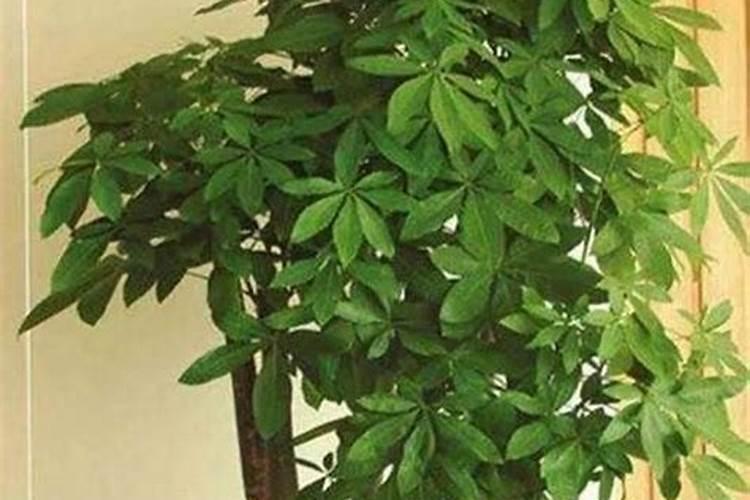 磷肥对植物的作用与功效
