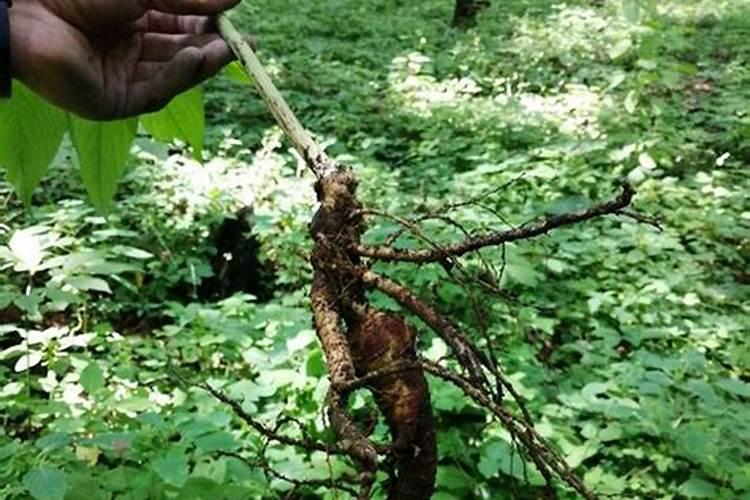 怎样种植人参？对土壤质量、气候、环境有哪些要求？