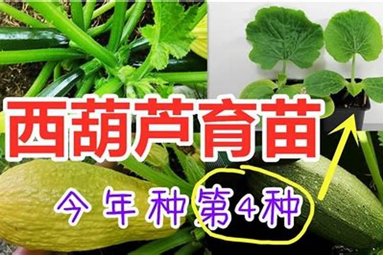种植西葫芦用木醋液可以吗