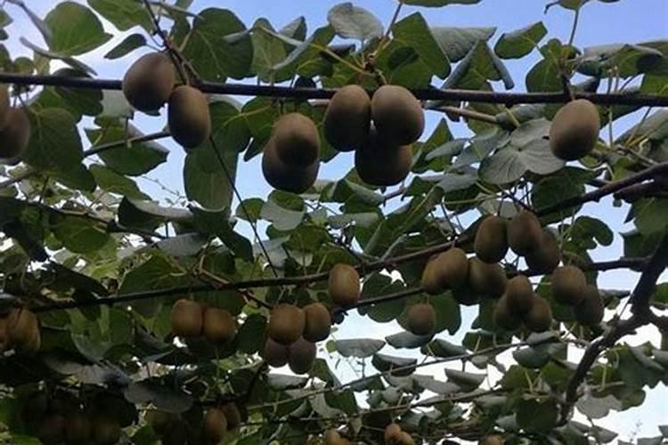 种植猕猴桃想要果实膨大,都有哪些肥料更适合？