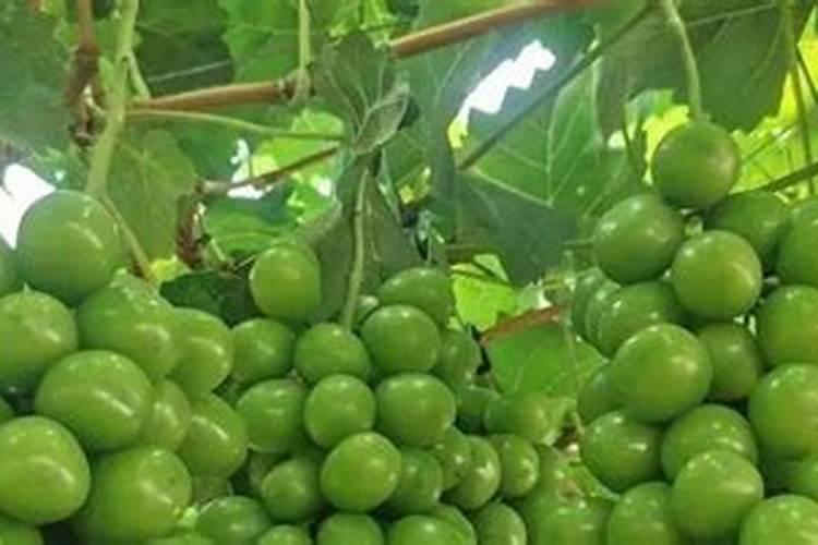 “苹果树膨果期施什么肥料好”