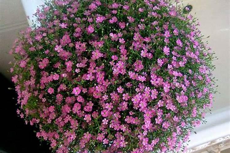 花生使花期用芸苔素加磷酸二氢钾叶喷可以吗。