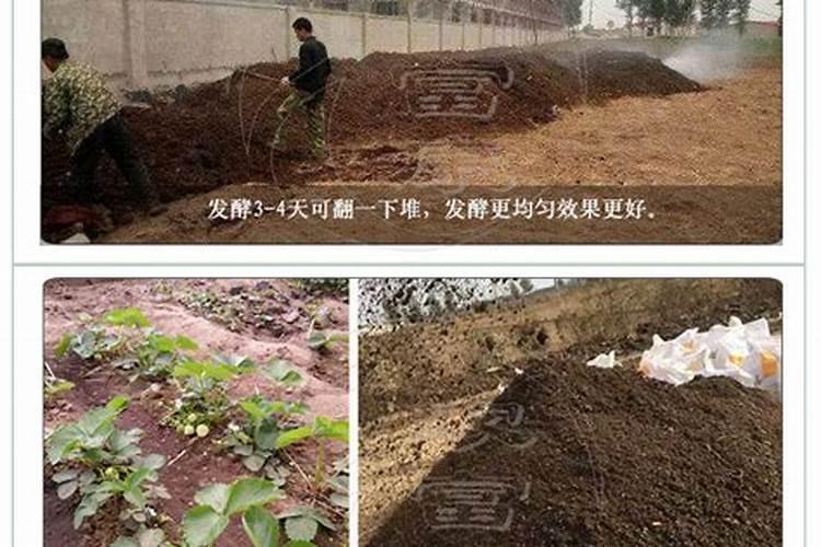 桂花树用什么肥料好