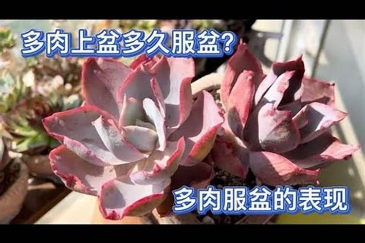 这多肉为什么很多人说好养,我就一直养不好呢？