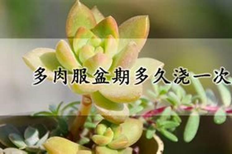 多肉换盆后多久可以施肥
