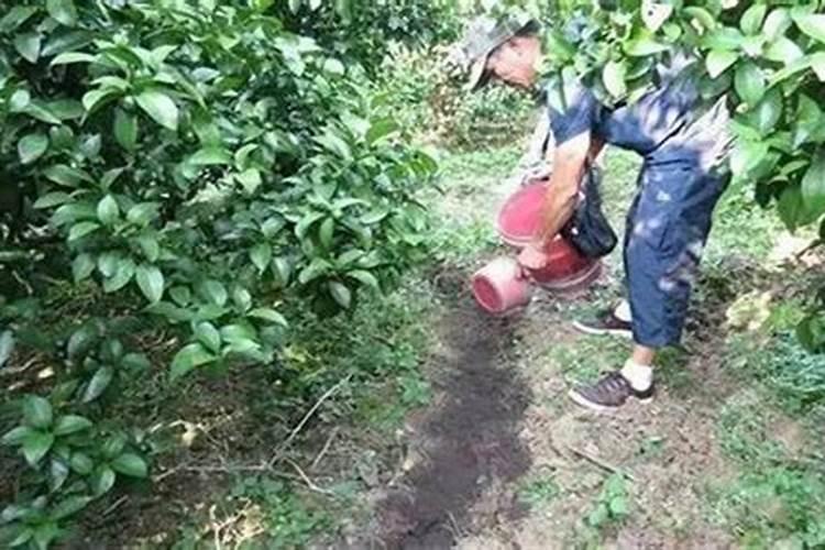 柑橘如何施肥 柑橘施肥时间及方法