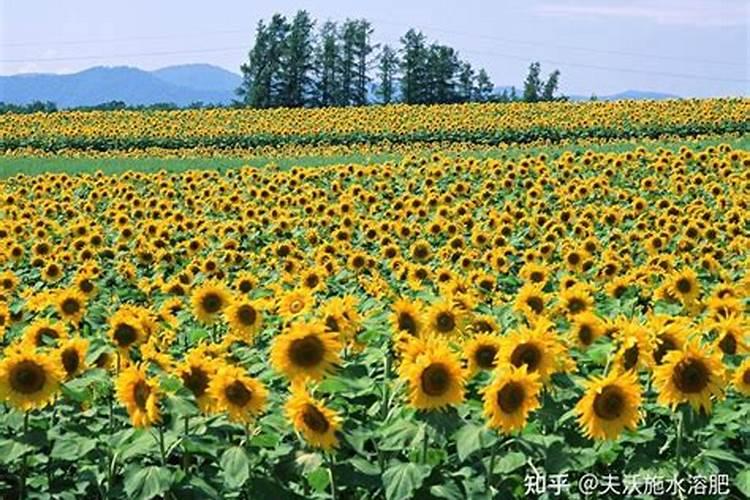 怎样根据向日葵需肥特点进行施肥？