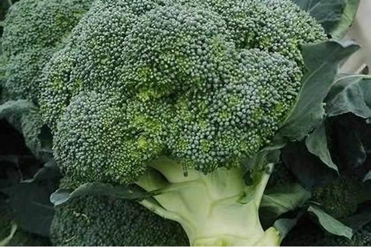夏季西兰花高产的栽培技术 西兰花养护方法总结