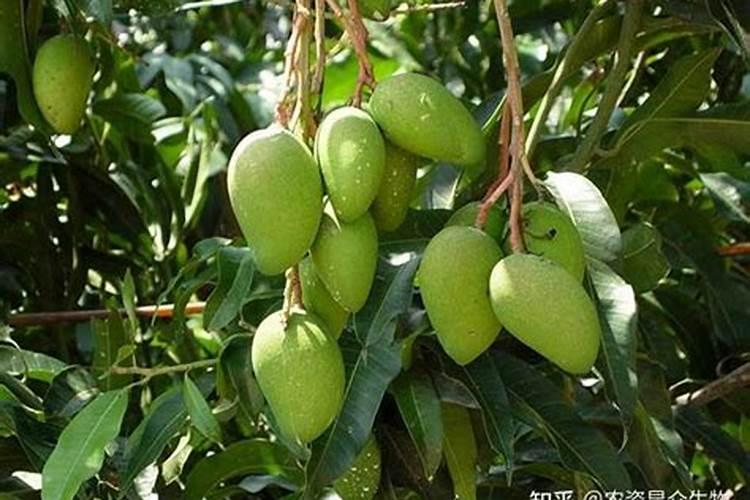 芒果树结了芒果,应该用什么肥料？