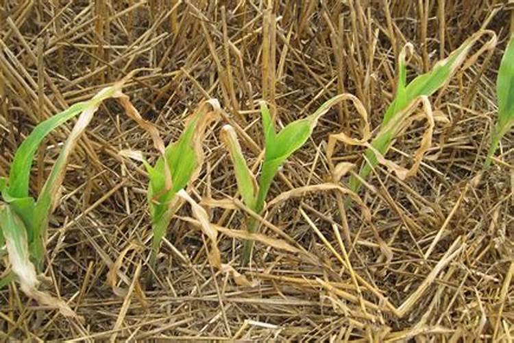 打叶面肥管地的药害吗