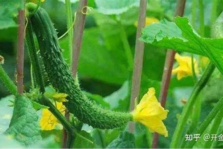 菜椒的种植方法和田间管理