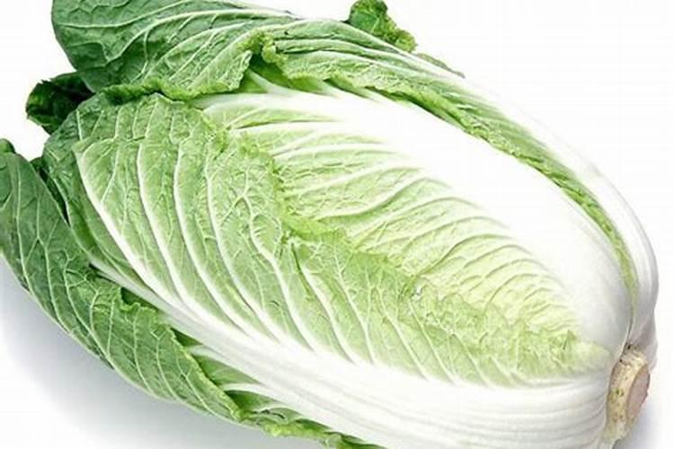 发财树浇什么肥料可枝叶旺盛