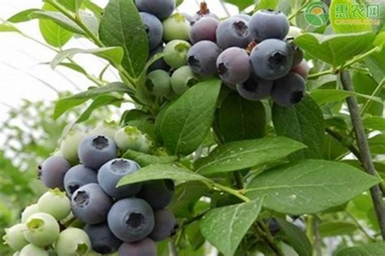 生根粉水泡过以后还有用吗 生根粉适合什么植物