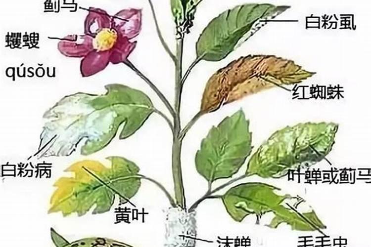 偏施氮肥易造成蔬菜受到的化学性危害是什么原因