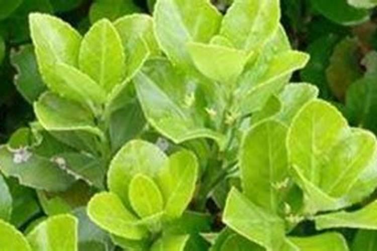 {六九}大樱桃组合花粉作用原理