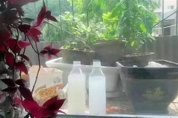 发酵好的淘米水可以直接浇花吗？