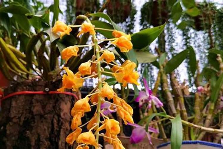 石斛兰花可以养家里吗  石斛兰花