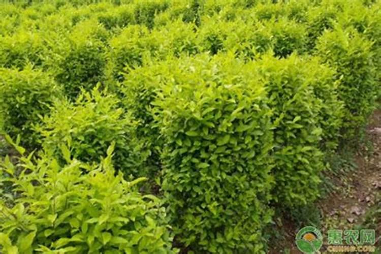 半沙半土种花生做基肥用什么肥料好高产？