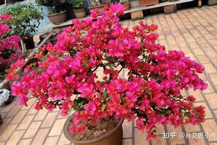 茉莉花叶子发黄干枯掉叶子怎么办