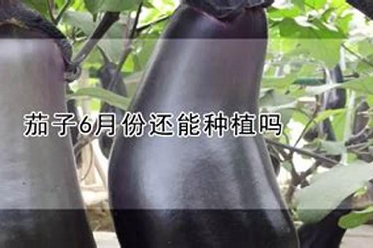 茄子能冲大量元素吗