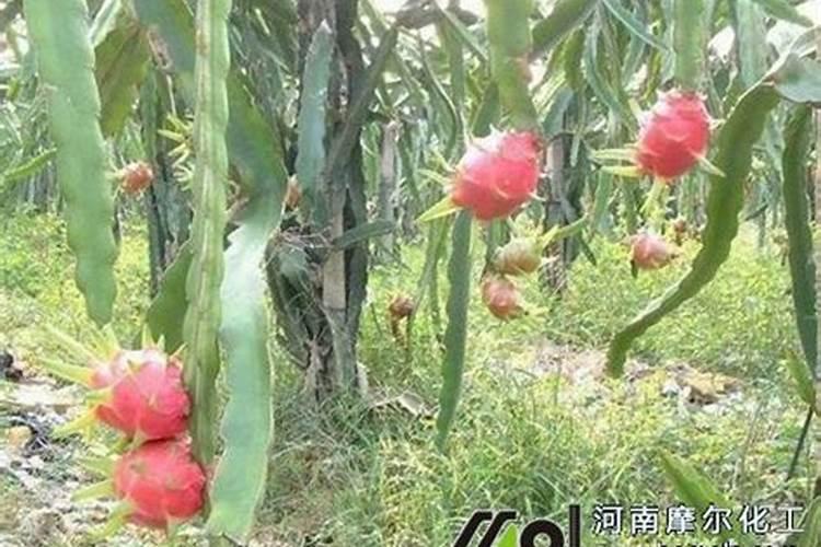 火龙果硼肥中毒怎么办？