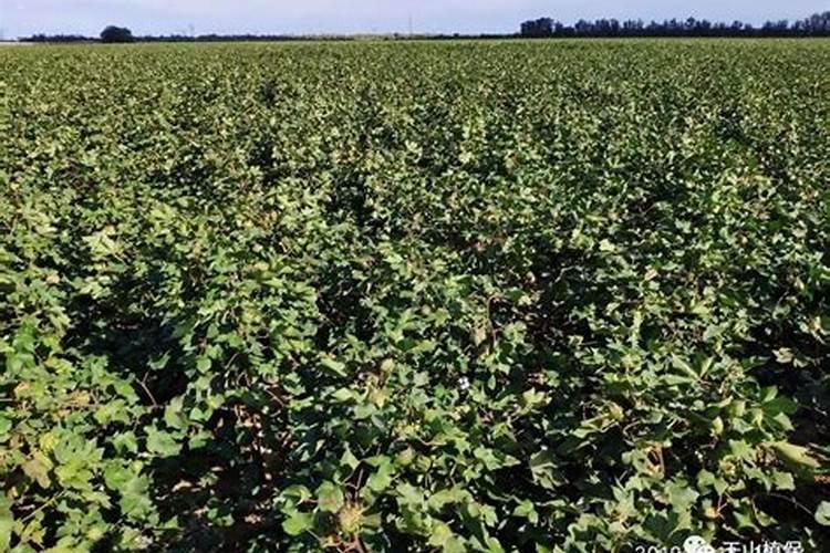 水果玉水种怎么种