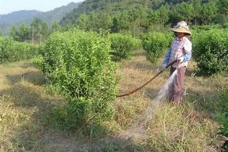 红薯最忌施什么肥？如何正确的给红薯施肥？
